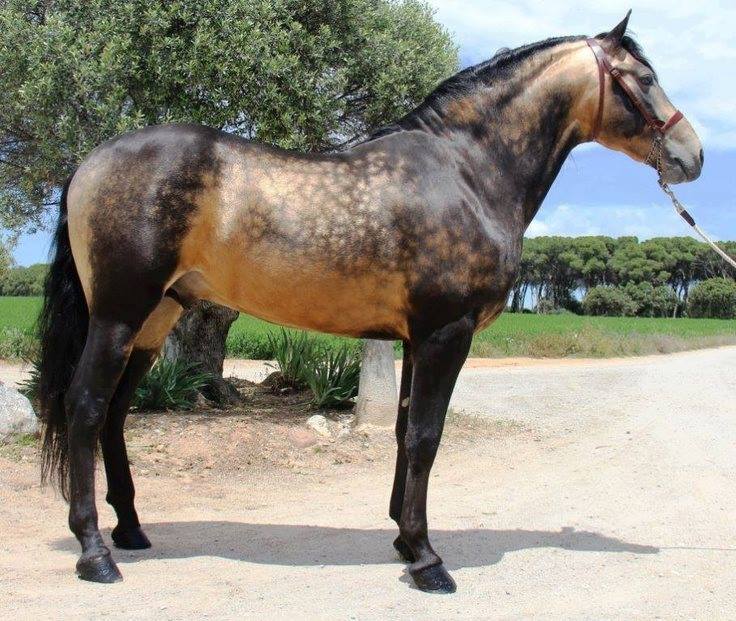 Dappled Sooty Buckskin Stallion